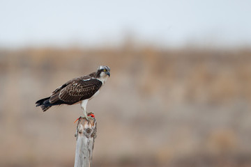 Poster - Western Osprey, also in the natural habitat (Pandion haliaetus)