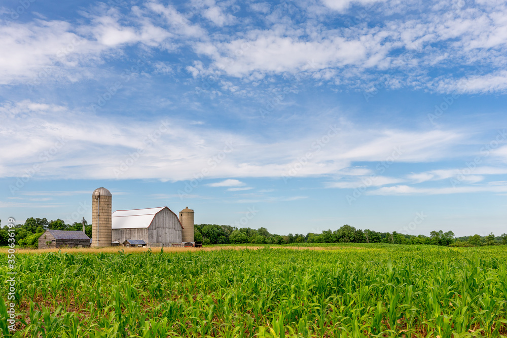 White Barn in Corn Field with Blue Sky Stock Photo | Adobe Stock