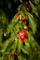 cerezas naturales de estación en el árbol en el campo 