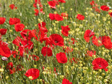 Fototapeta Maki - (Papaver rhoeas) Field of common poppies or red poppies