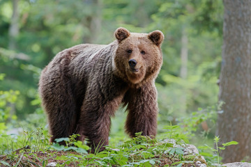 Wall Mural - brown bear - close encounter with a big female wild brown bear looking for food in the forest and mo