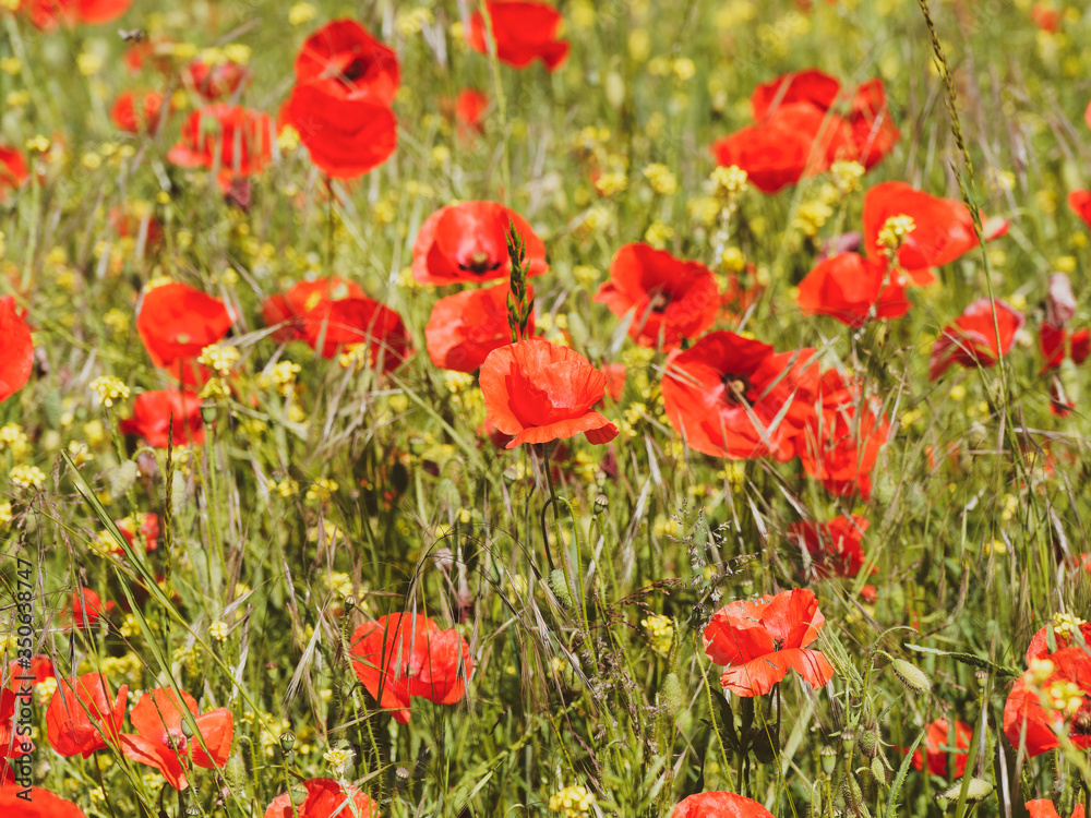 (Papaver rhoeas) Field of common poppies or red poppies - obrazy, fototapety, plakaty 