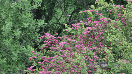 Sticker - pink flowers in the garden