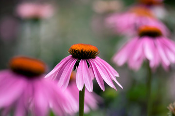 Pink Echinacea Flower