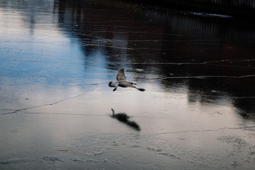 Wall Mural - Seagull flying over the frozen lake