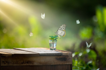 Wall Mural - earth day concept. renewable energy for future. a butterfly on the young tree. sustainable resources