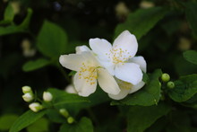 White Flowers Of Philadelphus Coronarius, Sweet Mock-orange, English Dogwood.