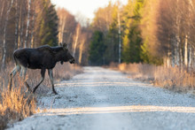Wet Cow Moose Walking On A Forest Road
