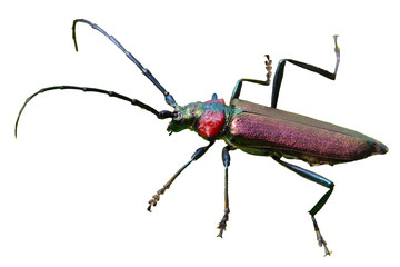 Barbel beetle on a transparent background 