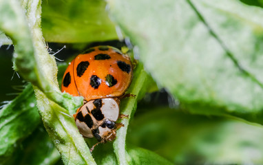 Wall Mural - ladybug 17