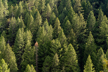  Trees in the Spring in the forest