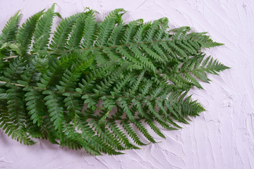 forest green fern bush on the wall