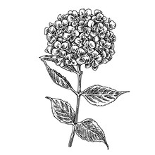 Hydrahgea Flower. Sketch. Engraving Style. Vector Illustration.