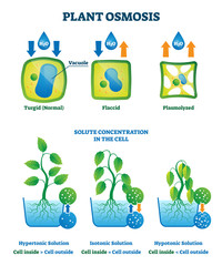 Plant osmosis vector illustration. Cell water absorption process explanation