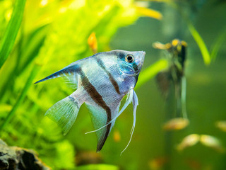 Sticker - zebra Angelfish in tank fish with blurred background (Pterophyllum scalare)