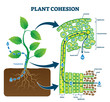 Plant cohesion vector illustration. Labeled water upward motion explanation