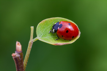 ladybird on a leaf