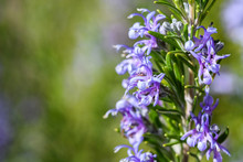 Closeup Of Rosemary Plant Blooming, As A Nature Background
