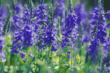 Wall Mural - A field of beautiful violet flowers close-up. Floral spring background.