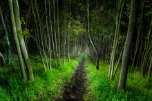 A Small Cattle Path Cuts Through A Little Forest, Eerily Light A