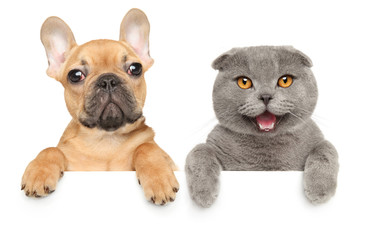 Sticker - Scottish fold kitten and French bulldog