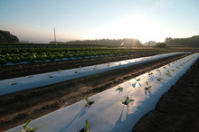 Newly Planted Crops Of Vegetables In Rows Covered In Plastic