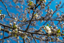 Blooming And Blossoming Apple Or Plum Tree Branches With White Flowers On A Sunny Spring Day With Blue Sky Like Blooming Almond Trees Van Gogh Style Macro Branches