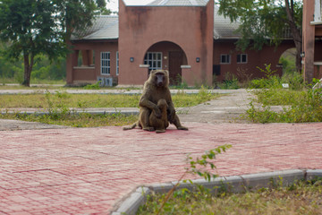 girl in the park