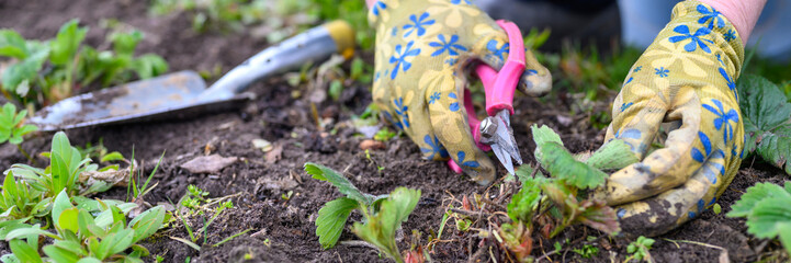 spring pruning and weeding of strawberry bushes. women's hands in gardening gloves weeding weeds and pruning strawberry leaves with scissors. work on the ground in the garden. banner