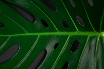 Wall Mural - Closeup dark view of natural big monstera leaf pattern with holes