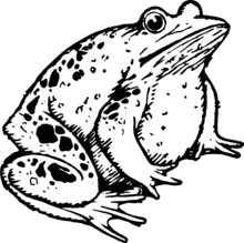 Vintage Hand Drawn Little Fat Frog
