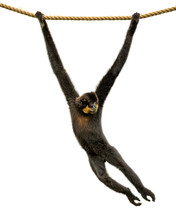Gibbon Monkey Swinging From Rope Isolated