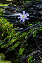Purple Anemone Blanda Blooming Through A Bunch Of Black Mondo Grass
