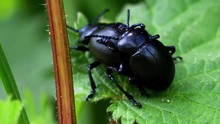 Bloody-nosed Beetle In Copulation.