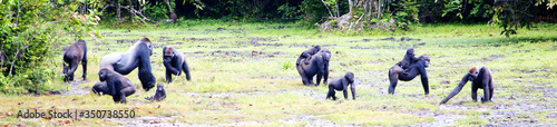 Panoramic View Of Gorillas On Grassy Field