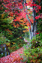 Stunning autumn fall foliage colors of maple leaves,  Kouchibouguac National Park, New Brunswick, Canada. Mixed colors deciduous maple trees natural forest hiking trail. 