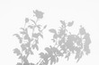 © lamyai - shadows of roses flower and leaf  on a white background