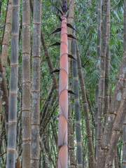 Wall Mural - bamboo forest in the morning