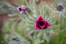 Closeup Of Pink Pasque Flower, As A Nature Background

