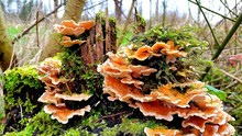 Close-up Of Mushrooms Growing On Tree Trunk