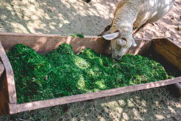 Sheeps eating green grass on a farm in a sunny day