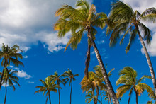 Coconut Palms (Cocos Nucifera) At Ko Olina Beach Park, Ko Olina, Oahu, Hawaii, USA