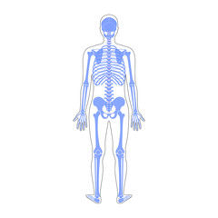 Sticker - Human man skeleton anatomy