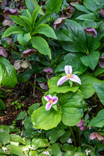 Fading Trillium Blooms, Highlighted By The Sun, In A Shade Garden

