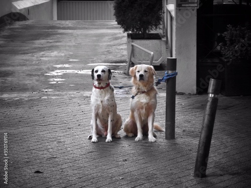 Cuadros en Lienzo Two Dogs Tied To Bollard On Street