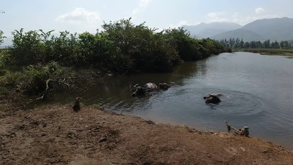 Wall Mural - water buffalo in a muddy meadow