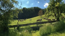 Anamorphic Cinema Footage Of A Herd Of Happy, Free & Organic Cows Running Down A Green Grassy Hill On An Ecological And Biological Farm Close To The Alps In Bavaria, Not Far From The Border To Austria
