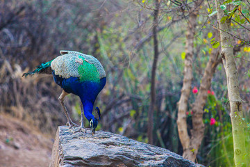 Pavo is a genus of two species in the pheasant family. The two species, along with the Congo peacock, are known as peafowl