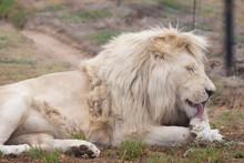 Lion Licking Paw While Relaxing On Field