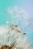 Fototapeta Dmuchawce - Beautiful dandelion on color background, closeup